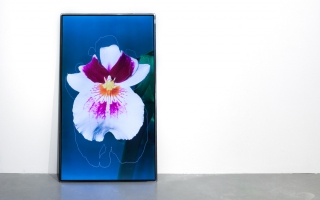 Constant Dullaart, 'Orchid I', photoshop custom selection, screen, computer, 2014, 55 in screen