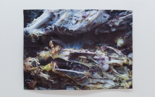 Deanna Havas, 'Bird' (2015). Install view. Courtesy LD50, London.